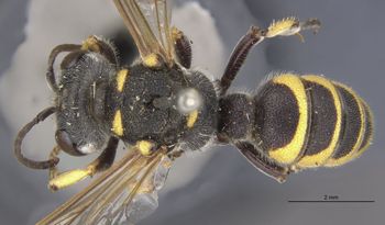 Media type: image;   Entomology 10028 Aspect: habitus dorsal view